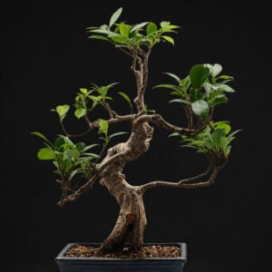 Bonsái Ficus retusa con nebari difurcado