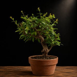 prebonsái punica granatum nejikan