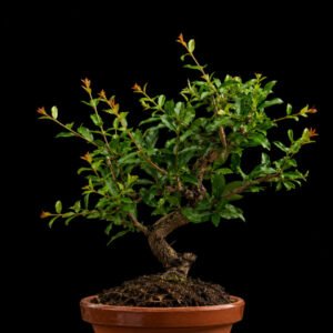 donde comprar un punica granatum nejikan 150988:3 01