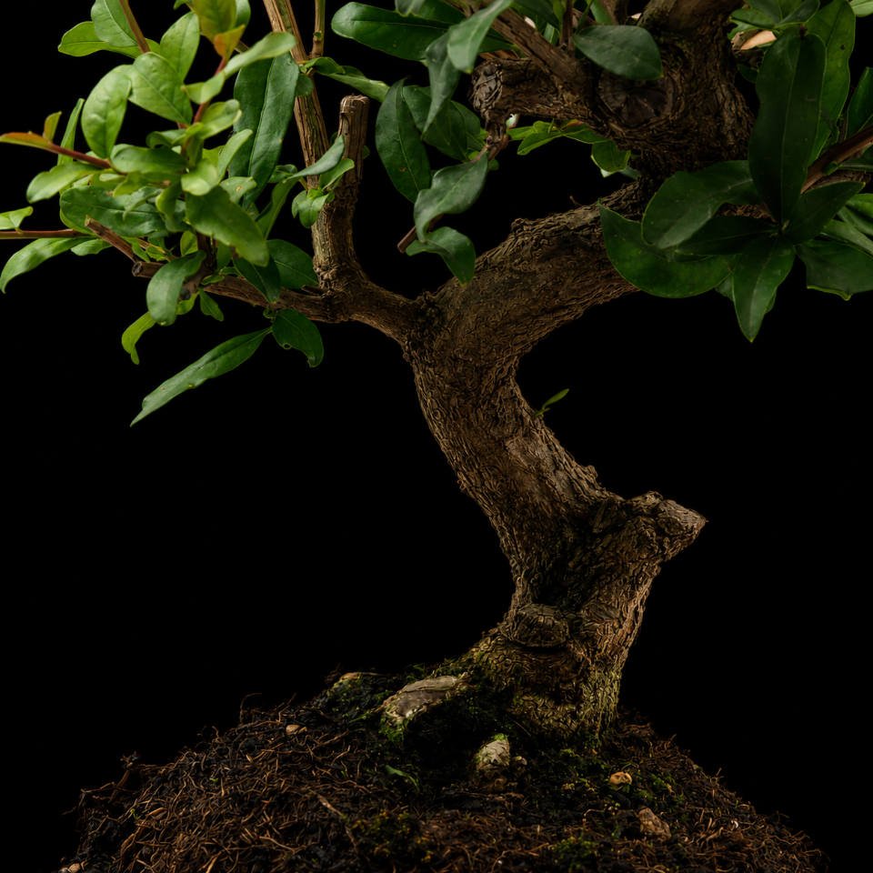 prebonsai punica granatum nejikan nebari de punica granatum nejikan