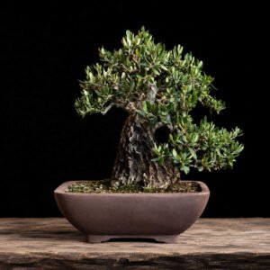 bonsái olea europaea sylvestris (acebuche)
