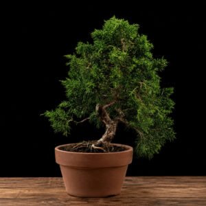 prebonsai juniperus chinensis kyushu