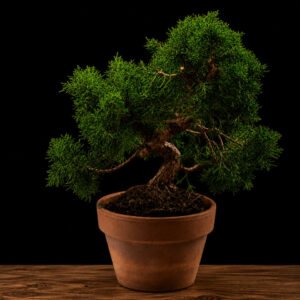 Detalle de tronco curvado con movimiento natural de prebonsái Juniperus Kyushu, 10 años de cultivo, ramificación abierta
