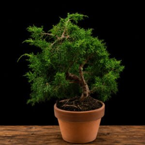 Prebonsái Juniperus Chinensis Kyushu de 9 años, estilo Moyogi en S, 23 cm, maceta de terracota, bonsái de exterior