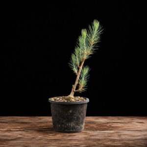Plantón Pinus canariensis Pino Canario de 27 cm en maceta de cultivo, material para bonsái de exterior, comprar España