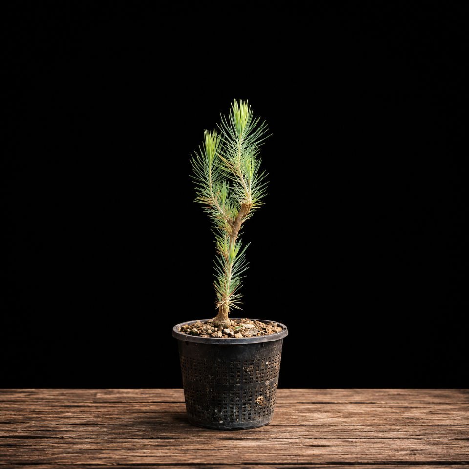 plantón pinus canariensi (pino canario) Base de tronco con movimiento natural de plantón Pino Canario, sustrato mineral drenante, material bonsái principiantes