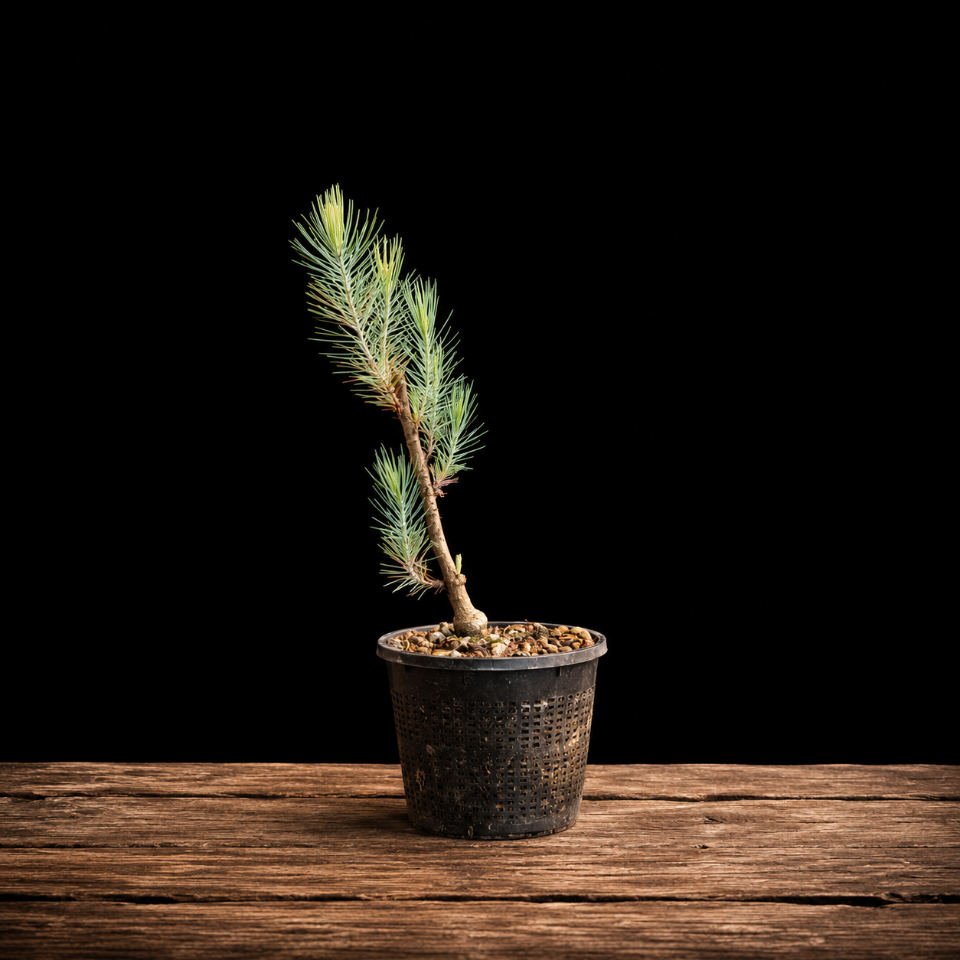 plantón pinus canariensi (pino canario) Acículas verde-azuladas de Pinus canariensis, plantón joven para bonsái exterior, especie resistente y longeva
