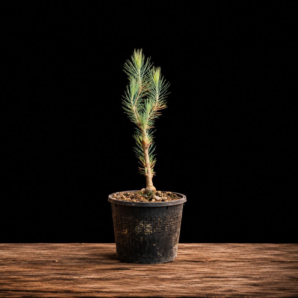 plantón pinus canariensi (pino canario) Plantón Pino Canario para iniciarse en el bonsái, regalo original para aficionados, material bonsái 12 euros