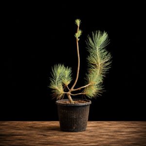 Plantón Pinus canariensis Pino Canario 32 cm con ramificación baja definida, material para bonsái exterior, comprar España