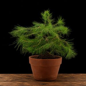 Prebonsái Pinus halepensis Pino Carrasco 8 años, 41 cm, copa amplia y ramas horizontales, maceta terracota, bonsái exterior