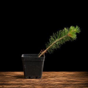 Plantón Pinus thunbergii estilo Han-kengai semi-cascada, 34 cm, en maceta negra sobre madera