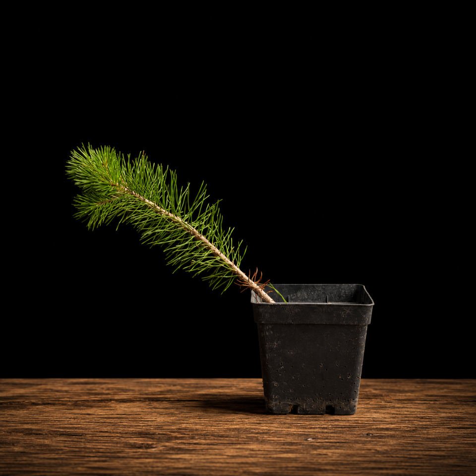 pinus thunbergii (pino negro japonés) Comprar bonsái Pinus thunbergii Han-kengai semi-cascada, plantón joven 34 cm, precio económico