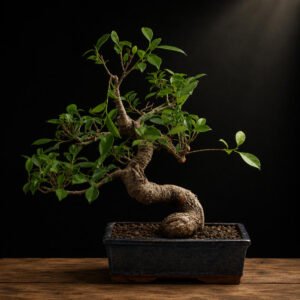 bonsái ficus retusa
