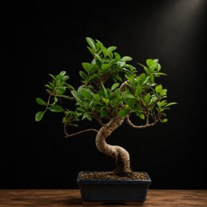 bonsái ficus retusa