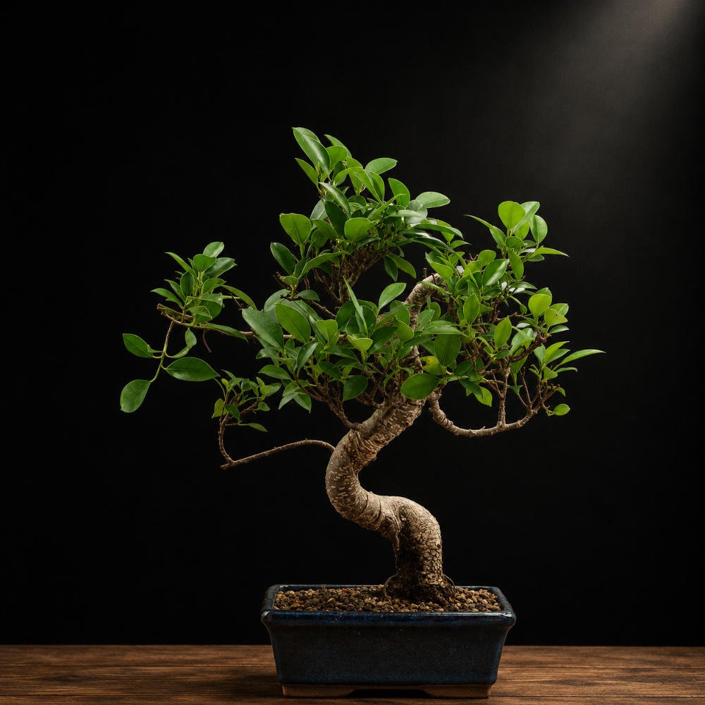 bonsái ficus retusa bonsái ficus retusa