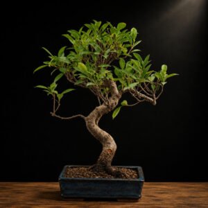 bonsái ficus retusa