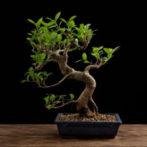 Bonsái ficus retusa_117334/4