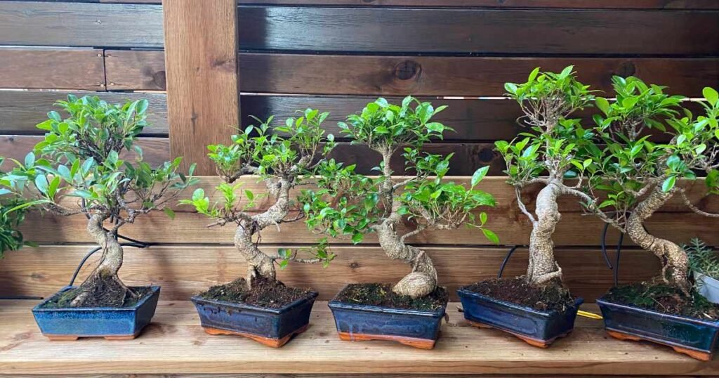 bonsái ficus retusa 117334 1200x630