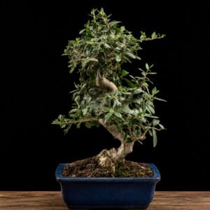 Bonsái Olea Europaea Sylvestris