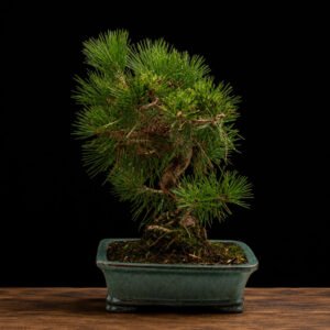 Bonsái Pinus Thunbergii