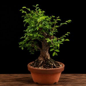 Bonsái Ulmus Parvifolia