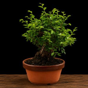 bonsái ulmus parvifolia