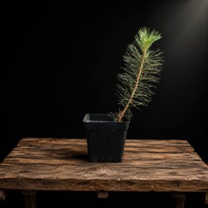donde conseguir plantón de pinus thunbergii (pino negro japonés)