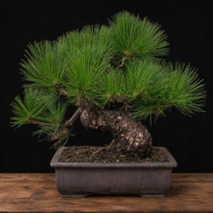 Pinus thunbergii japonés