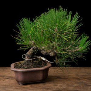Pinus thunbergii japonés