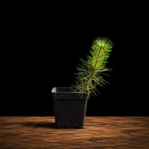 Plantón de pino negro japonés en maceta de cultivo, vista frontaL