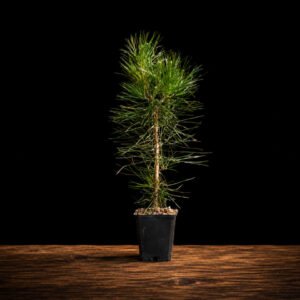 Plantón de Pinus thunbergii, vista frontal