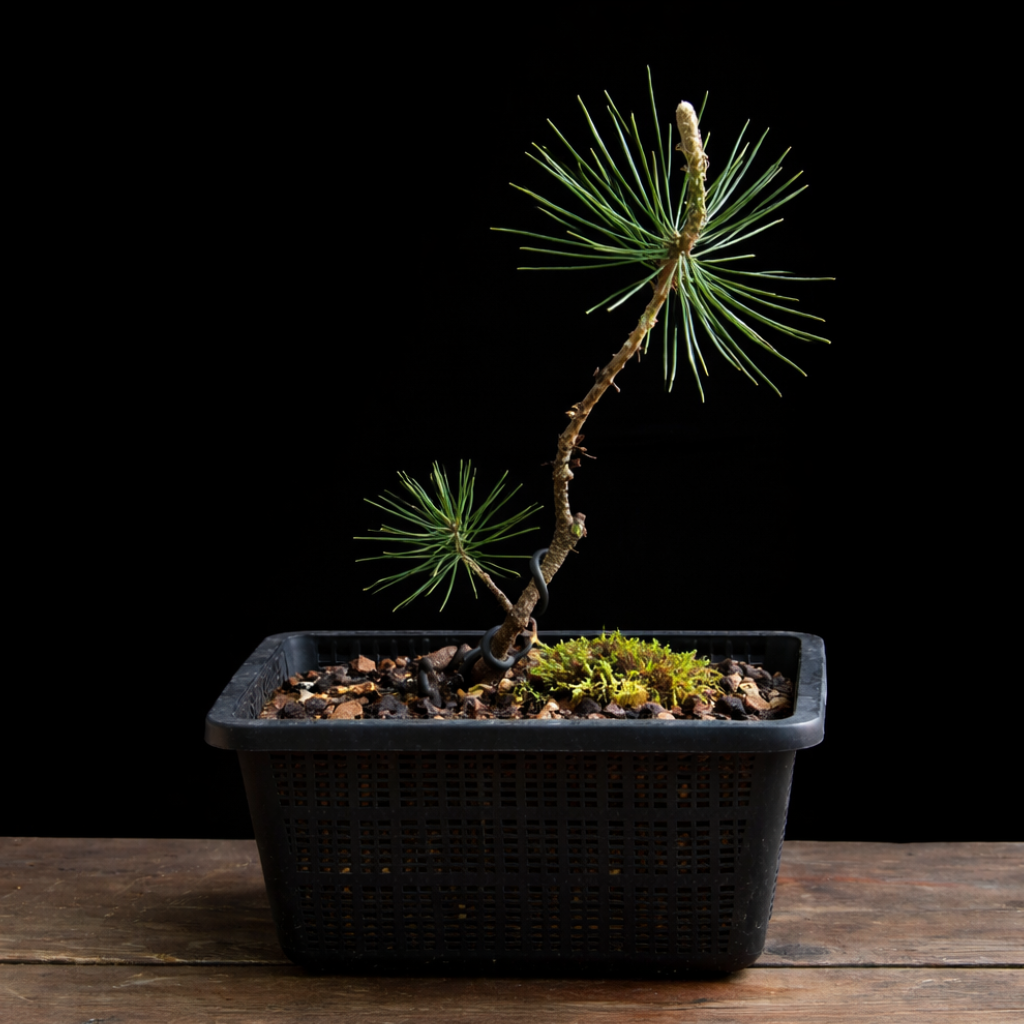Vista general Pinus thunbergii alambrado