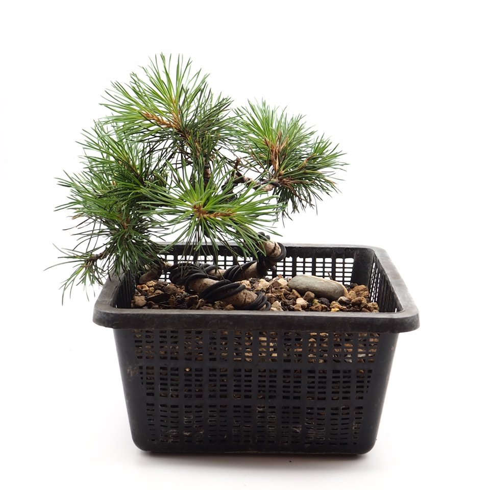 Vista general Pinus thunbergii alambrado