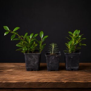 Pack de tres plantones de bonsái con dos Ficus retusa y un Pinus