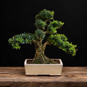 Vista general del bonsái buxus harlandi