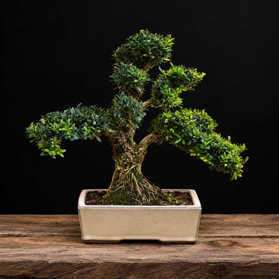 Bonsái buxus harlandi Vista general del bonsái buxus harlandi