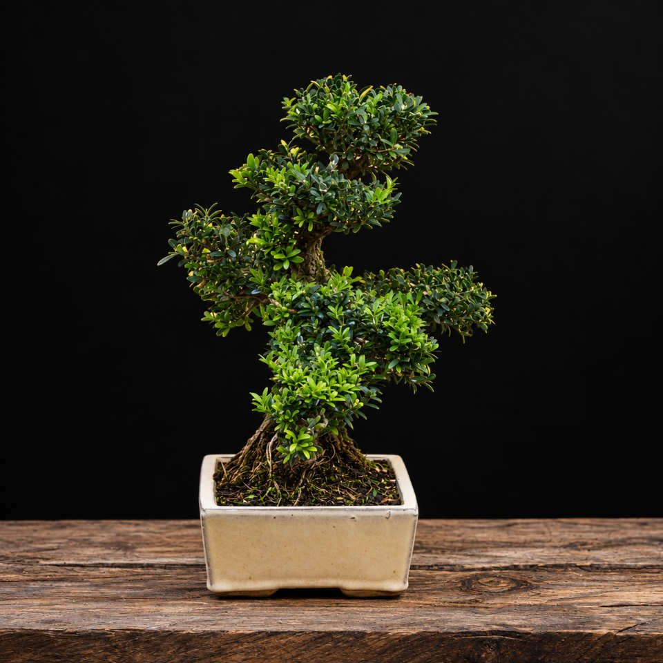 bon bha 0001 bonsái buxus harlandi 02 bon bha 0001 bonsái buxus harlandi 02