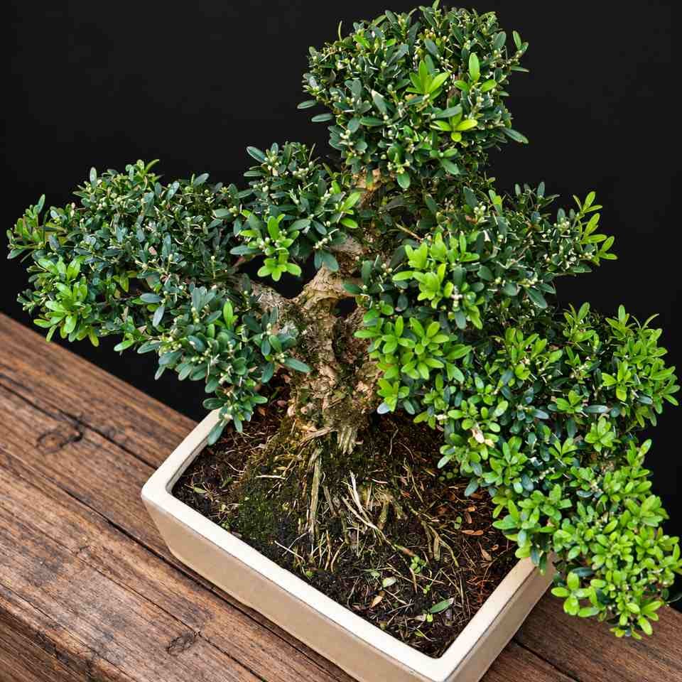 bon bha 0001 bonsái buxus harlandi 05 bon bha 0001 bonsái buxus harlandi 05