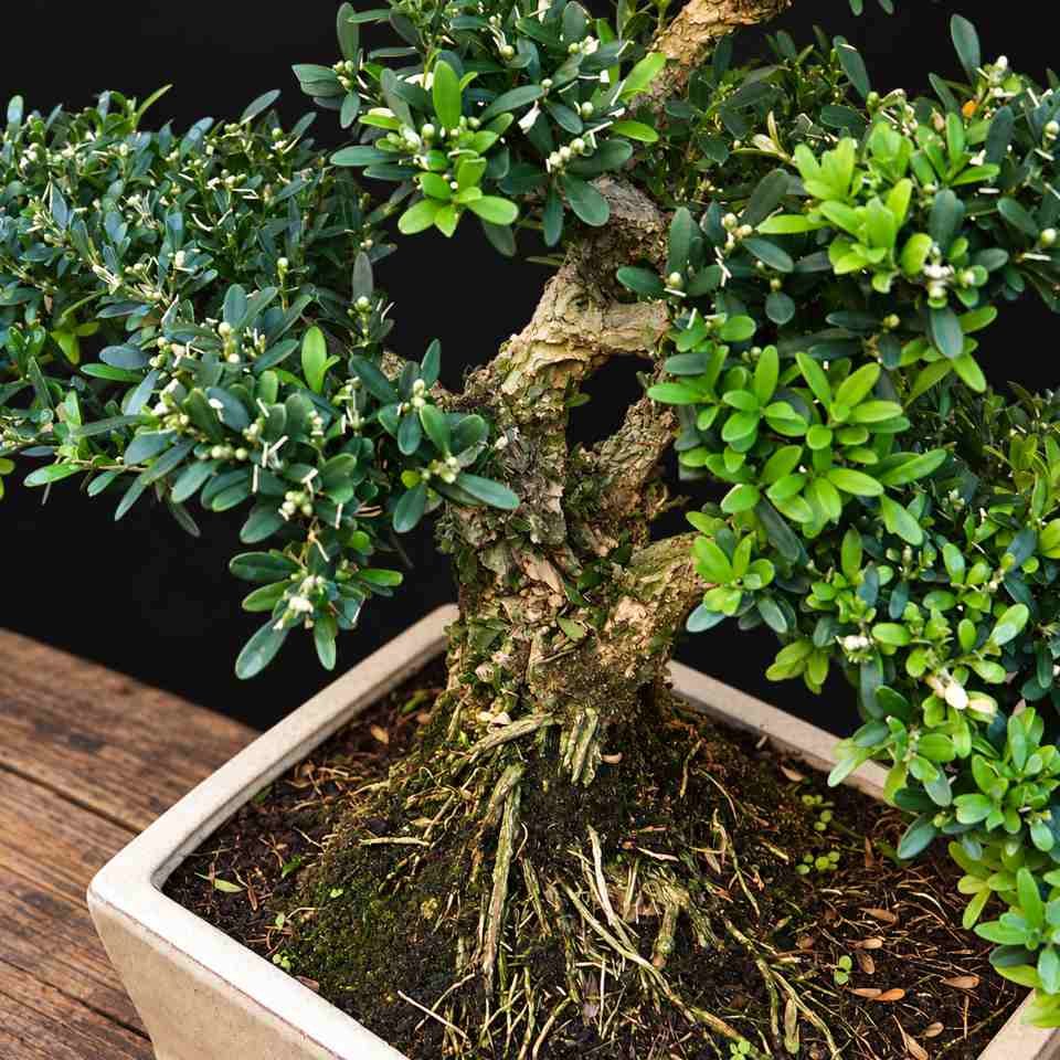 bon bha 0001 bonsái buxus harlandi 06 bon bha 0001 bonsái buxus harlandi 06