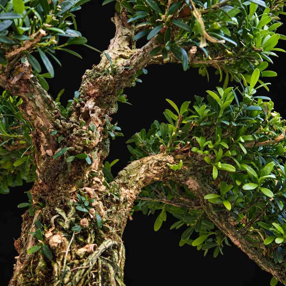 bon bha 0001 bonsái buxus harlandi 07 bon bha 0001 bonsái buxus harlandi 07