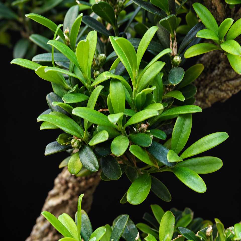 bon bha 0001 bonsái buxus harlandi 08 bon bha 0001 bonsái buxus harlandi 08