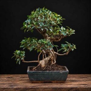 Bonsái Ficus retusa