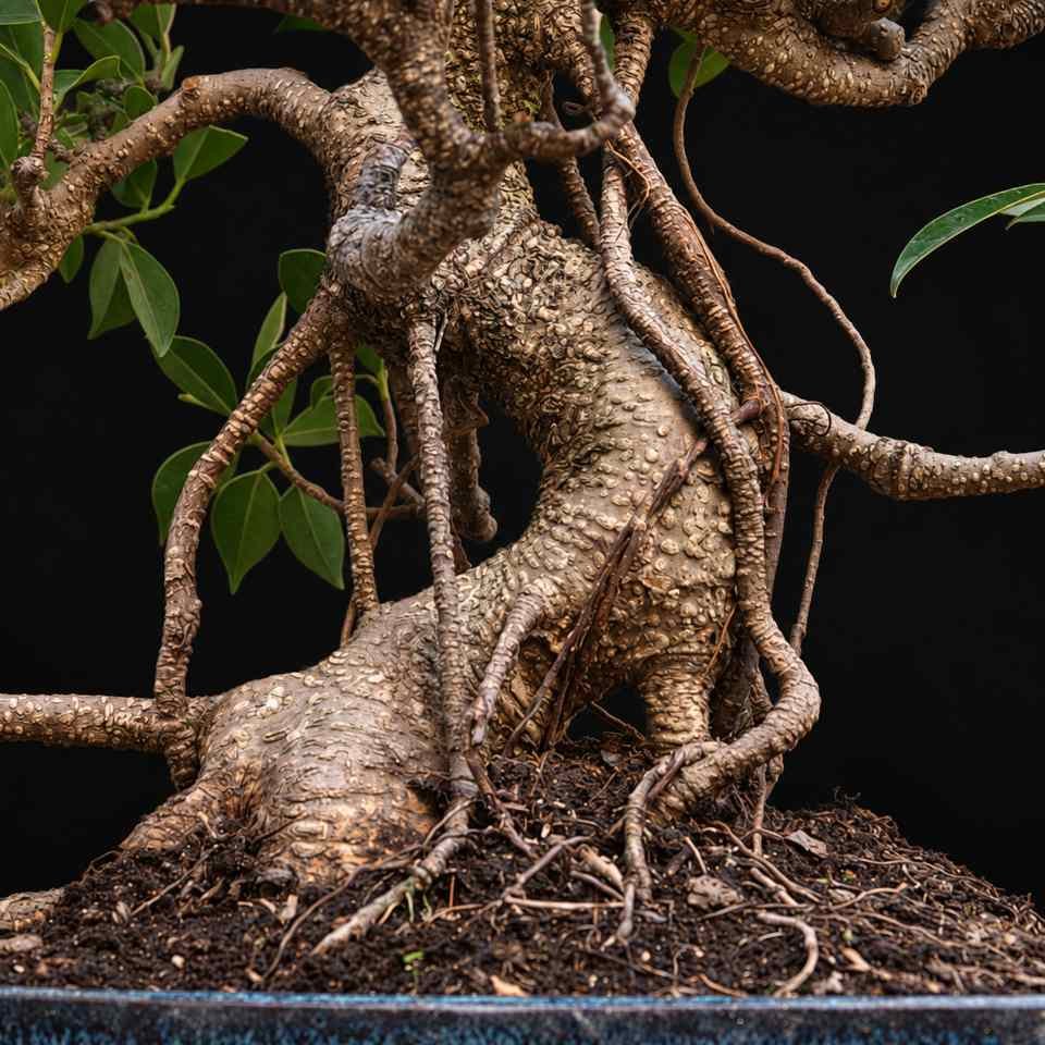 Detalle de raíces visibles y base del tronco del bonsái Ficus retusa Bonsái Ficus retusa - Imagen 9