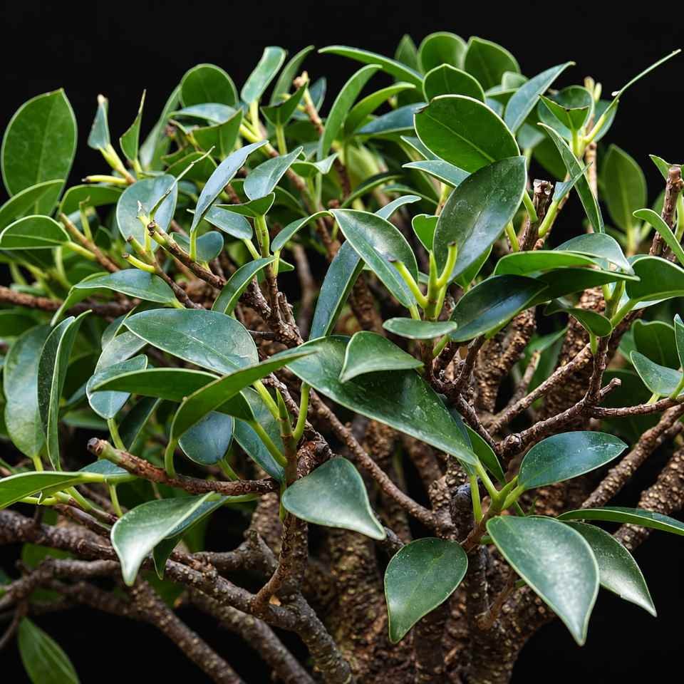 Detalle del follaje verde y ramificación fina del bonsái Ficus retusa Bonsái Ficus retusa - Imagen 10