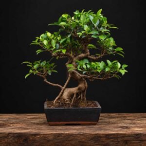 Ficus retusa bonsái con tronco sinuoso y ramas distribuidas en distintos niveles