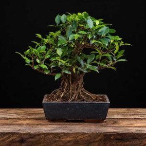 Bonsái Ficus retusa de 10 años con raíces visibles y nebari de 10 cm