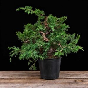 Juniperus chinensis itoigawa en maceta de cultivo negra con follaje fino